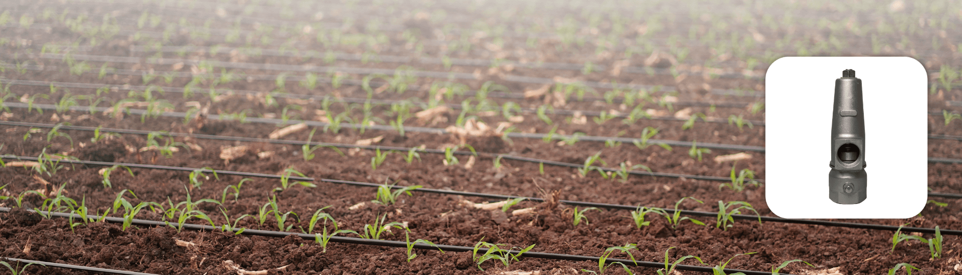 Pressure Relief Valve